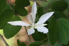 Bauhinia forficata